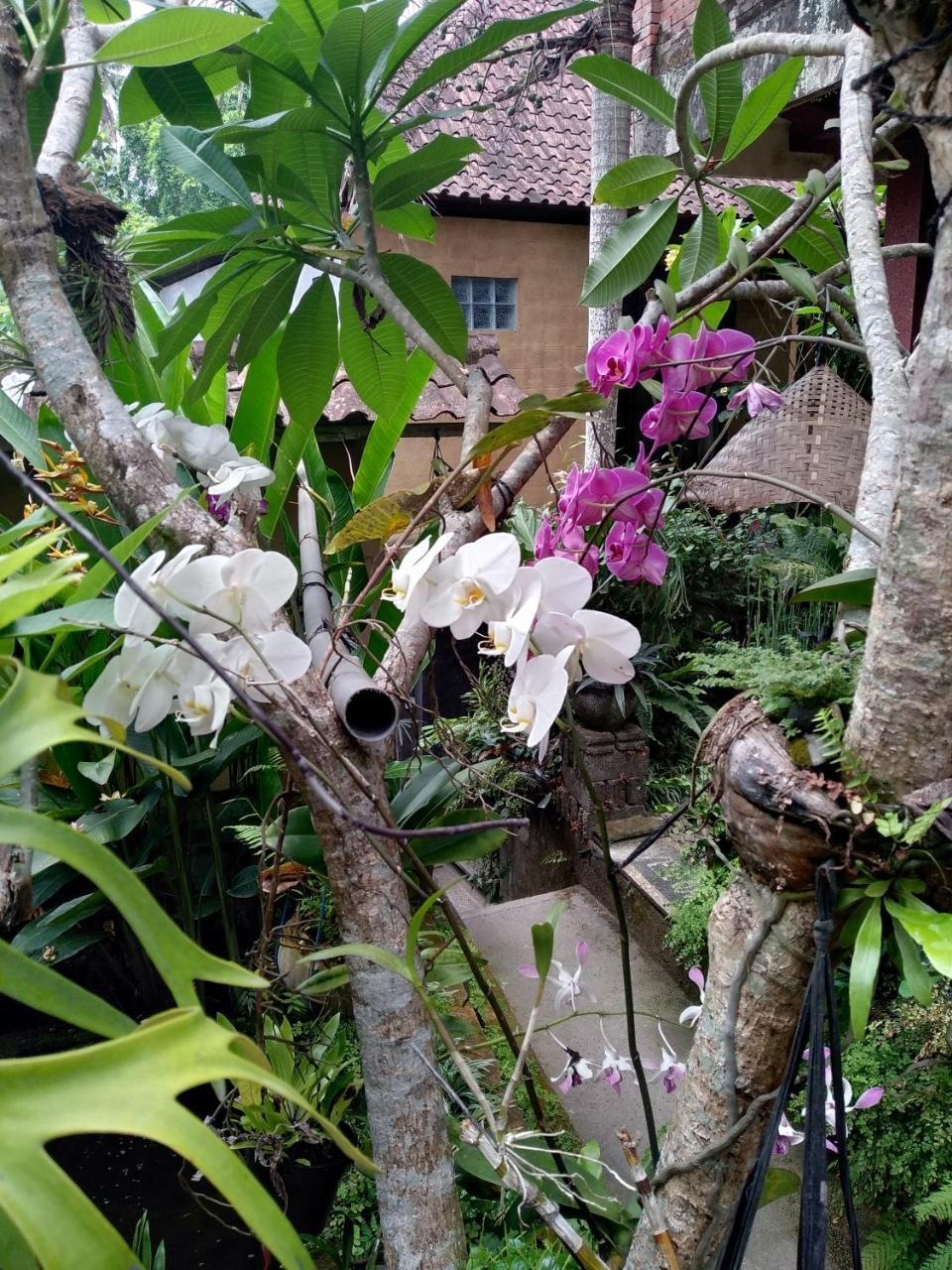 Umah Ubud Guest House Ngoại thất bức ảnh